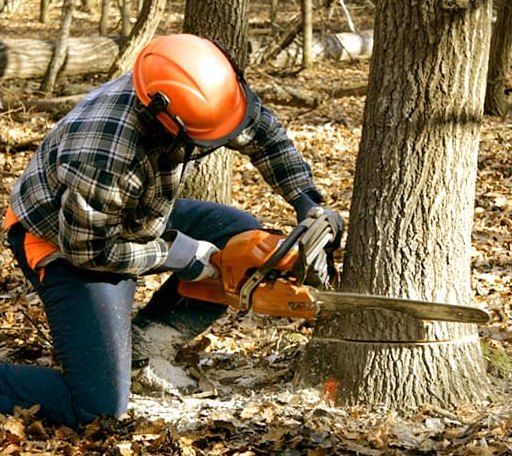 Tree Removal in Hooks, TX